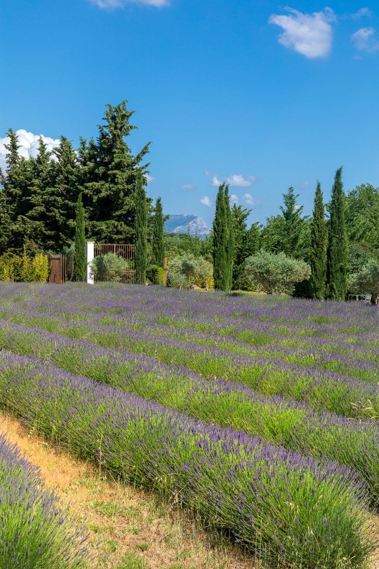 Отель La Bastide De Damien, 5 Clefs Demeure D'Exception Et Table Remarquable Dans Le Guide Teritoria, Jacuzzi Privatif, Cuisine Etoilee Dominique Frerard Экс-ан-Прованс Экстерьер фото